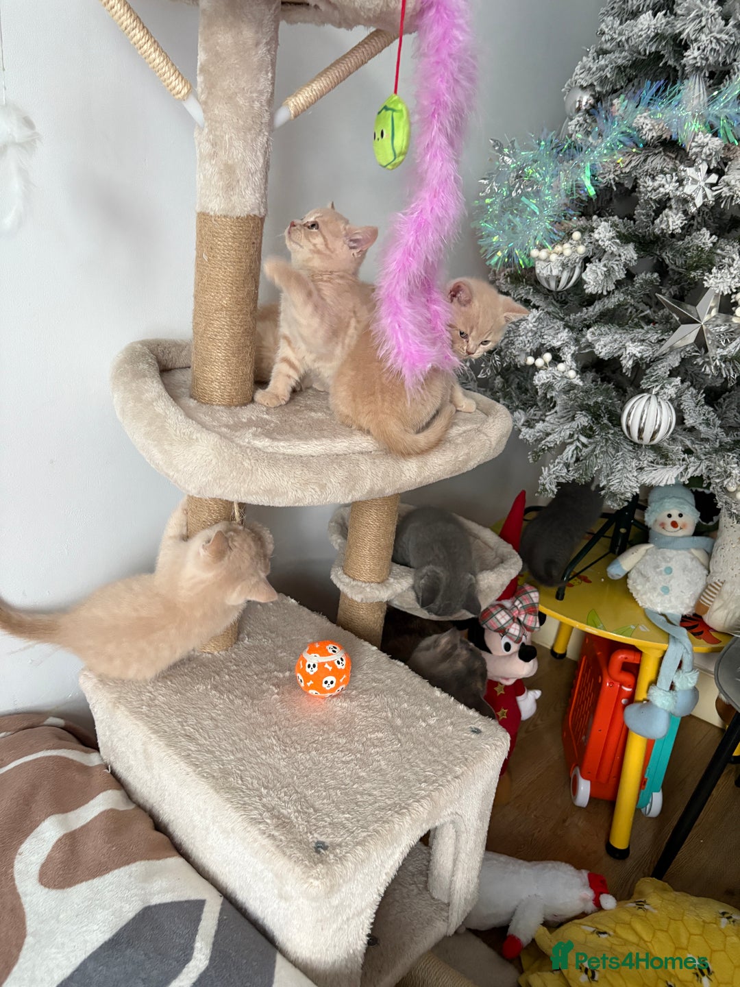 British Shorthair cats for sale: British Shorthair kittens – home raised  - Advert 7