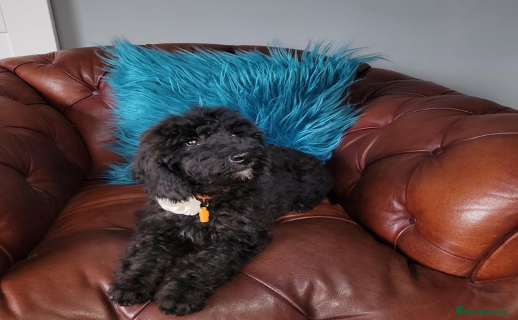 Mixed Breed dogs - Advert 1