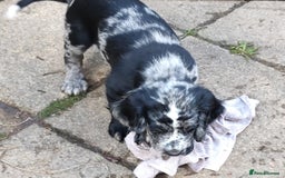Sprocker dogs for sale: STRIKING SPROCKER SPANIEL PUPPIES  - Image 12