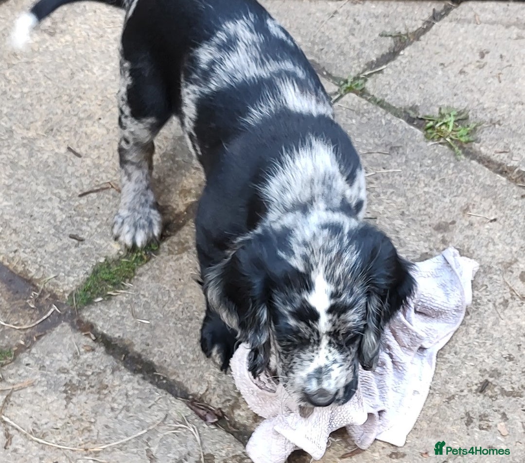 Sprocker dogs for sale: STRIKING SPROCKER SPANIEL PUPPIES  - Image 12