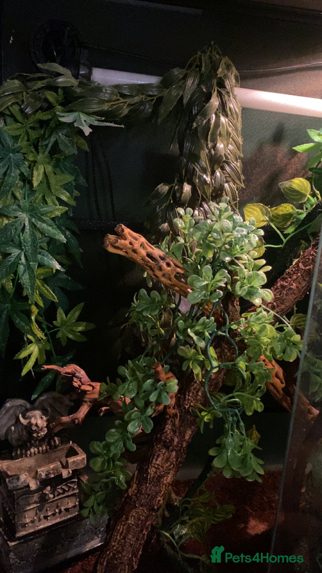 Gecko reptiles for sale: Tuko the crested gecko - Image 9