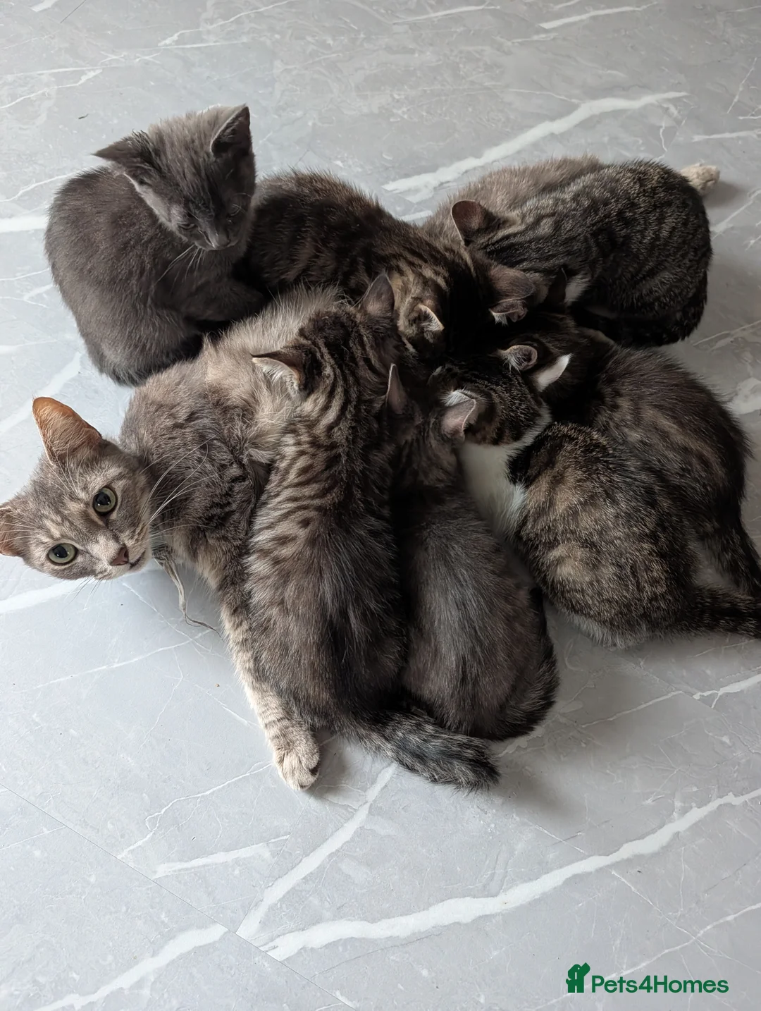 Mixed Breed cats for sale: Gorgeous fluffy kittens  - Advert 1