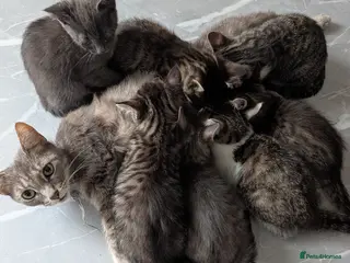 Mixed Breed cats Gorgeous fluffy kittens - Advert 3