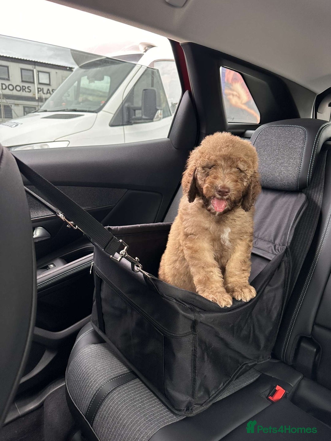 Cockapoo dogs for sale: Berdoodle 11 weeksold FULLY VACCINATED  - Image 12