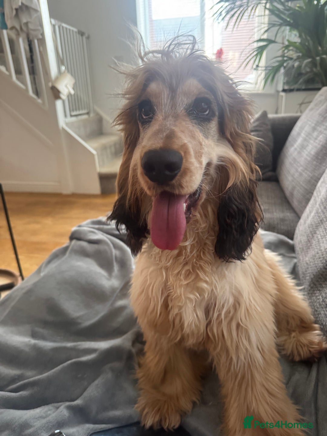 Cocker Spaniel dogs for stud: Rufus - KC sable show cocker - Advert 2