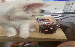 Maine Coon cats for sale: MANE COON KITTENS READY NOW - Image 21