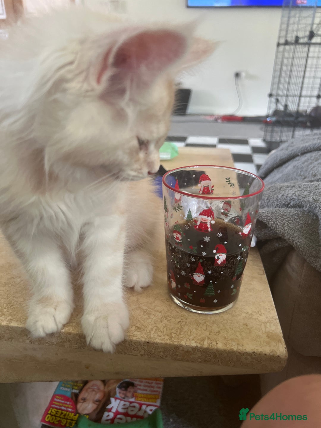 Maine Coon cats for sale: MANE COON KITTENS READY NOW - Image 21