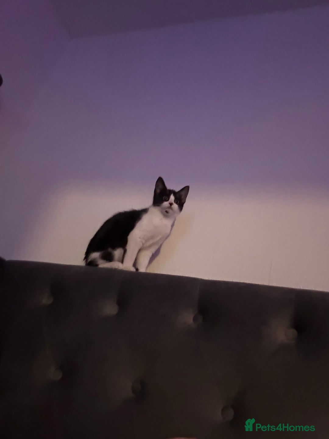 Mixed Breed cats for sale: Kittens  - Advert 12