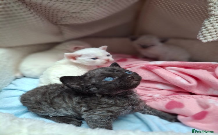 Devon Rex cats - Advert 16