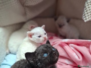 Devon Rex cats - Advert 1