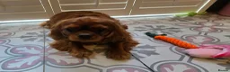 Cavalier King Charles Spaniel dogs for sale: 2 year old ruby cavalier King Charles Spaniel  - Advert 12