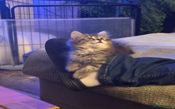 Maine Coon cats for sale:      💖LAST BEAUTIFUL BABY GIRL💖  - Image 29