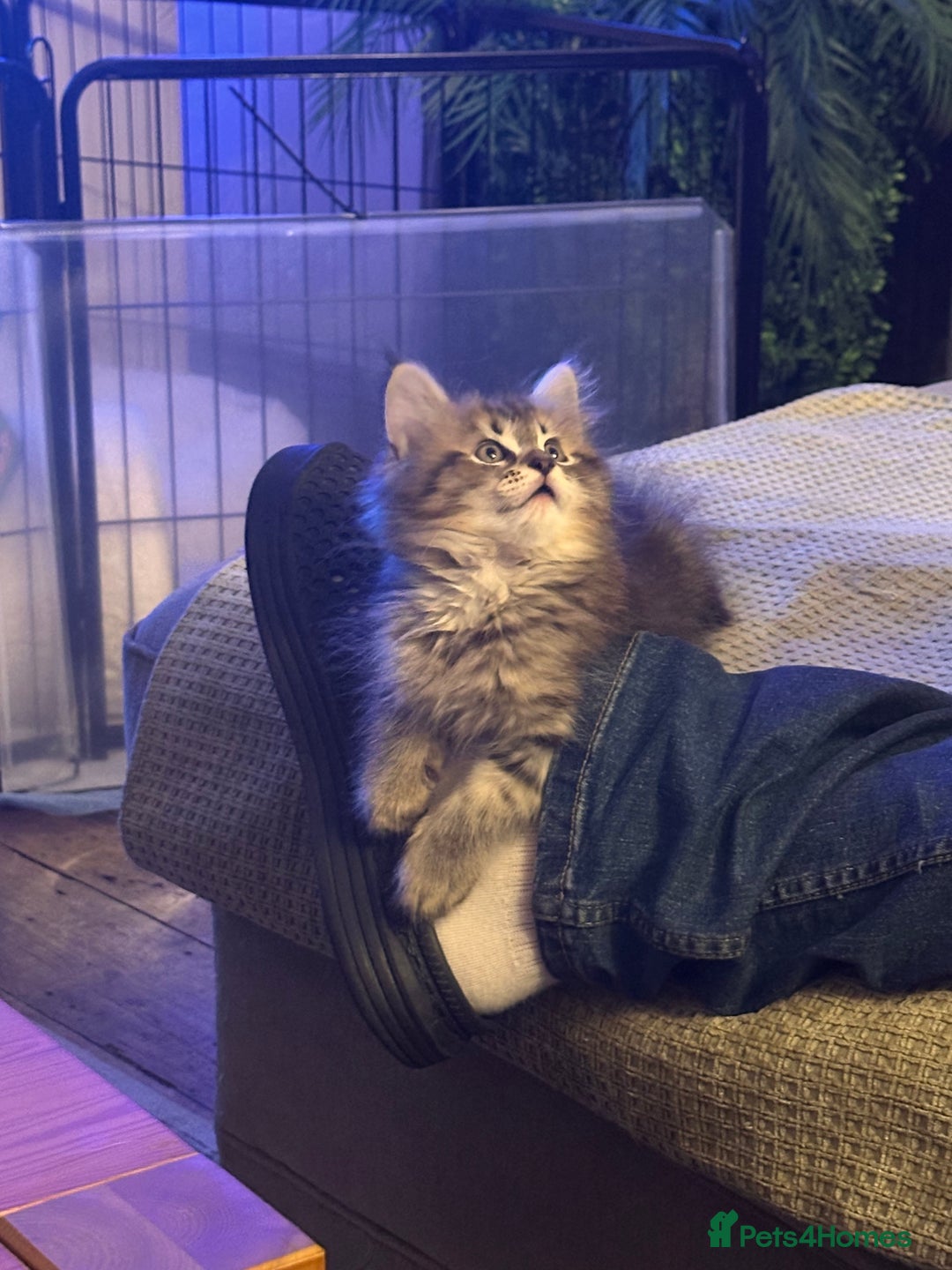 Maine Coon cats for sale:      💖LAST BEAUTIFUL BABY GIRL💖  - Image 29