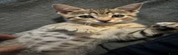 Bengal cats for sale: Bengal 75% maincoon 25% male  - Advert 3