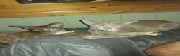 Oriental cats for sale: Oriental Siamese kittens gccf - Advert 20