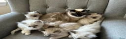 Ragdoll cats for sale: Stunning Ragdoll Kittens blue seal bicolour  - Advert 9