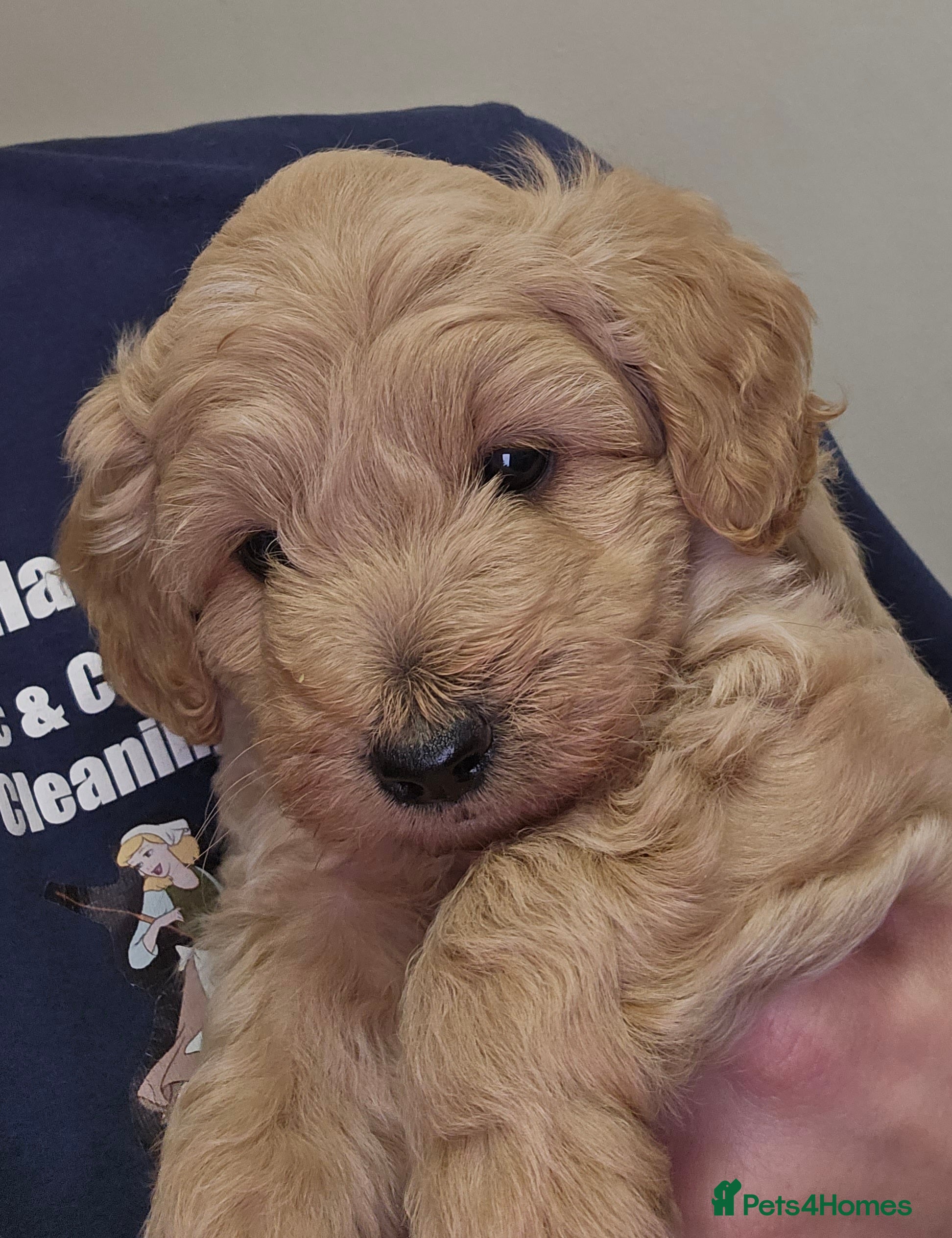 Schnoodle dogs Beautiful Schnoodle Puppies 🐶  - Advert 7