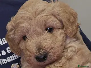 Schnoodle dogs Beautiful Schnoodle Puppies 🐶 - Advert 7