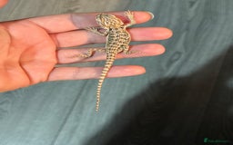 Bearded Dragon reptiles for sale: Bearded Dragon babies - Advert 10