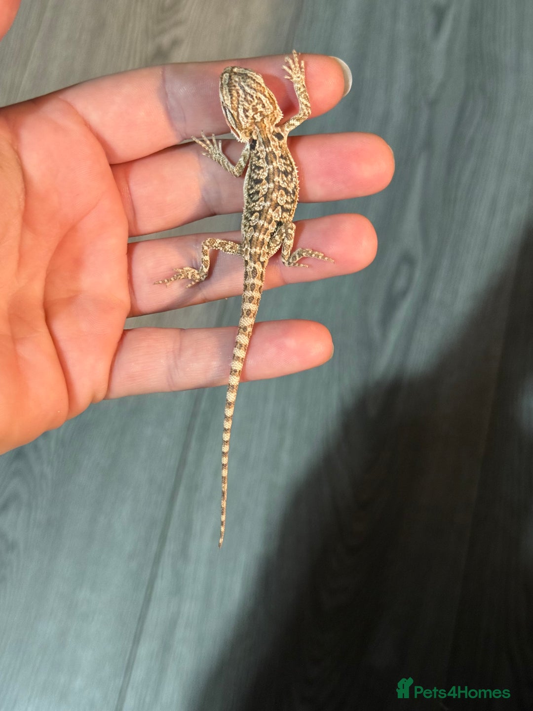 Bearded Dragon reptiles for sale: Bearded Dragon babies - Advert 10