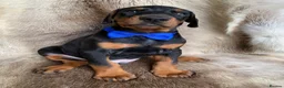 Dobermann dogs for sale: *KC REGISTERED* HEALTH TESTED DOBERMAN PUPPIES - Advert 26