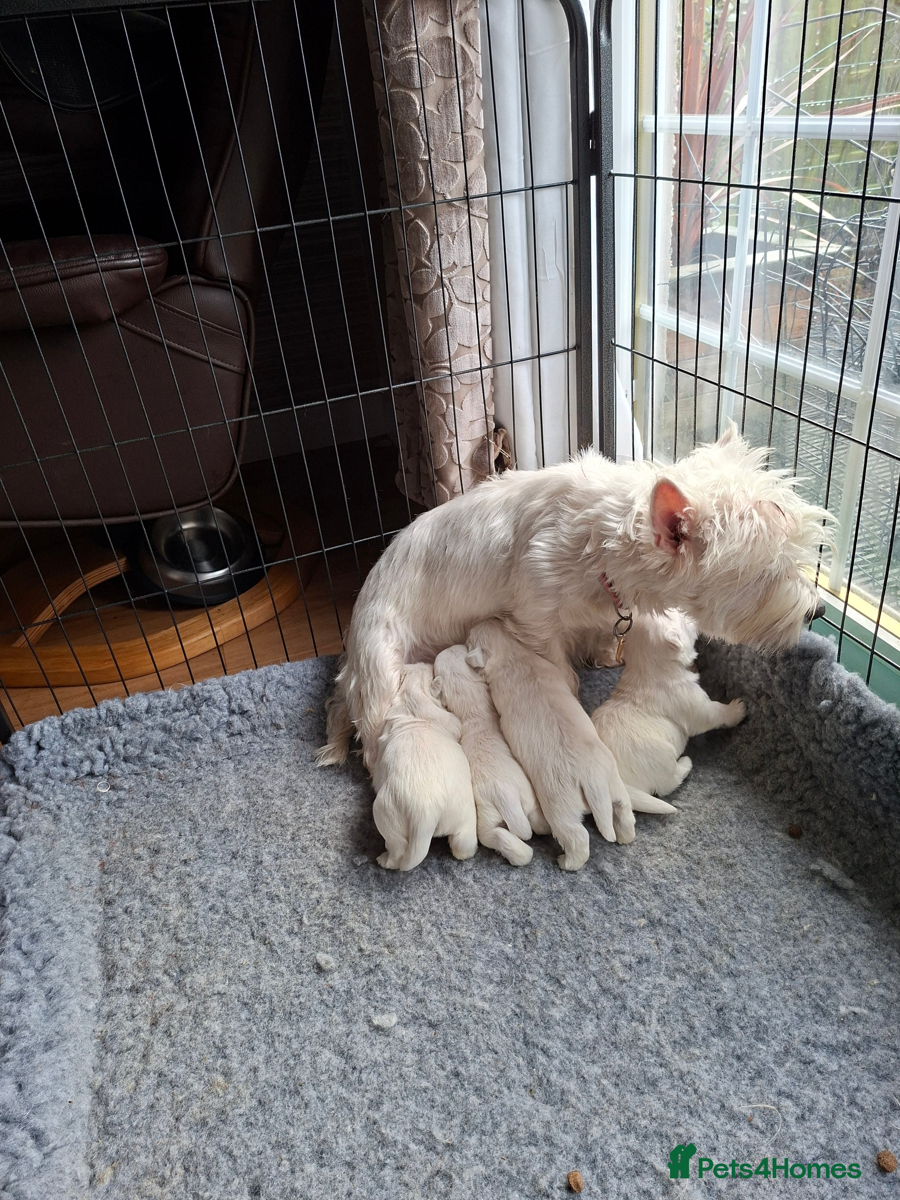 West Highland Terrier dogs FifeWesties  - Advert 2