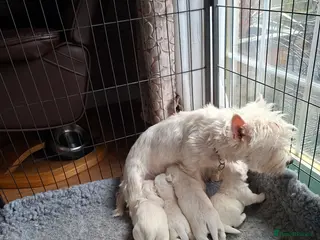 West Highland Terrier dogs FifeWesties - Advert 2
