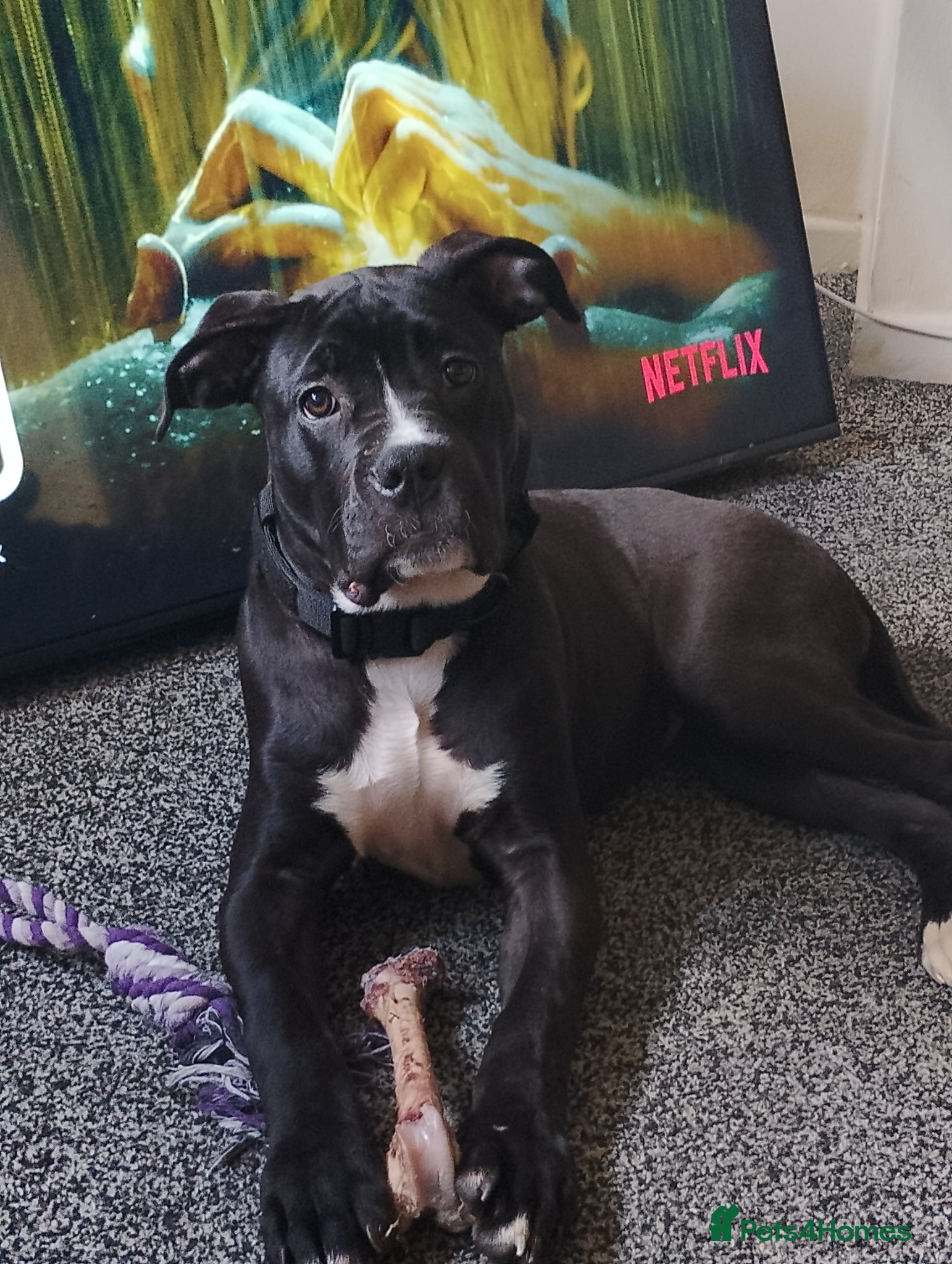 Cane Corso dogs 5 month old cane corso  - Advert 1