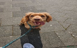 Sprocker dogs for sale: Three gorgeous girls for sale ❤️ - Image 12