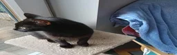 Mixed Breed cats for adoption: LENA. - Advert 8