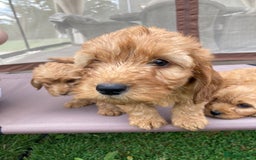Cockapoo dogs for sale: ⭐️⭐️⭐️⭐️⭐️ F1 apricot Toy Cockapoo Puppies  - Image 10