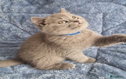 British Shorthair cats for sale: READY NOW, GCCF BLH & PET BSH PEDIGREE KITTENS - Image 12