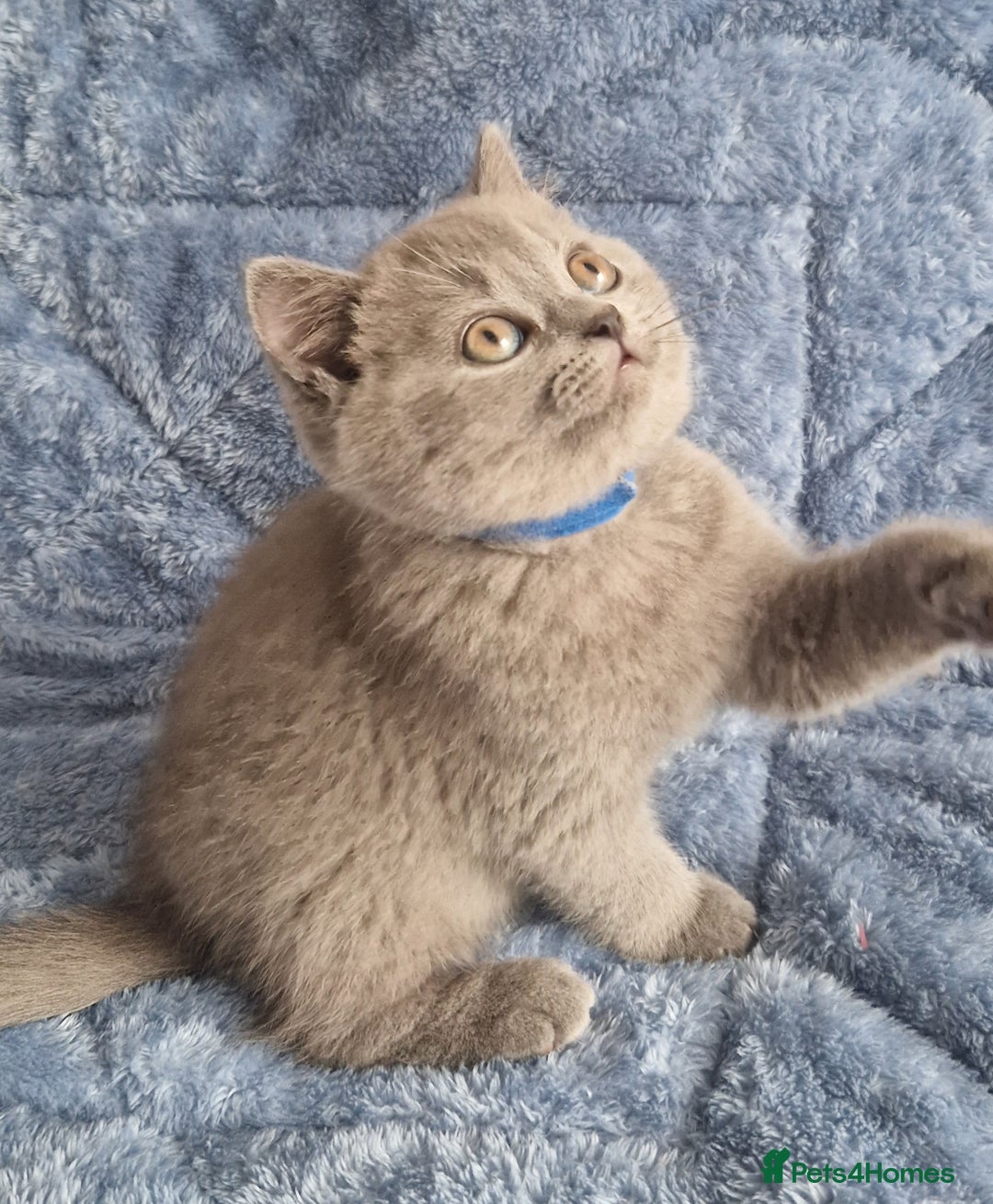 British Shorthair cats for sale: READY NOW, GCCF BLH & PET BSH PEDIGREE KITTENS - Image 12