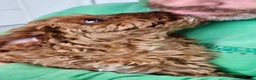 Cavapoo dogs for sale: Beautiful Litter of F1 Red Cavapoos Health Tested - Advert 4