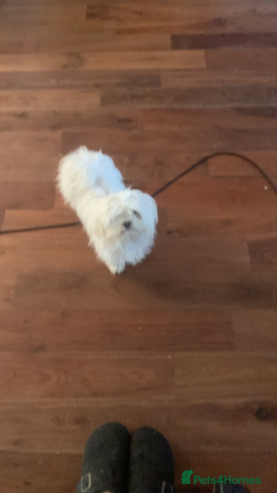 Maltipoo dogs for stud: Teddy 100% Korean Maltese kc registered for stud  in Birmingham - Image 3
