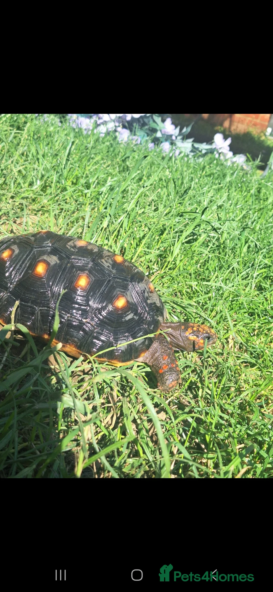 Tortoise reptiles for sale: Redfoot tortious  in Canterbury - Advert 2