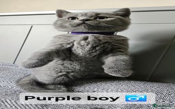 British Shorthair cats for sale: Beautiful Pedigree British short hair kittens🐈 in Buckhurst Hill - Image 13