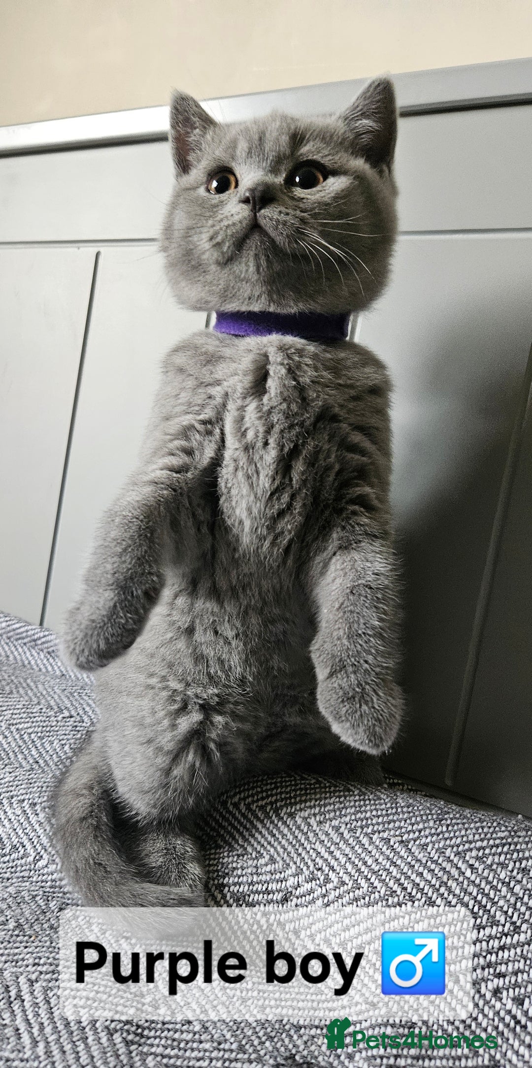 British Shorthair cats for sale: Beautiful Pedigree British short hair kittens🐈 in Buckhurst Hill - Image 13