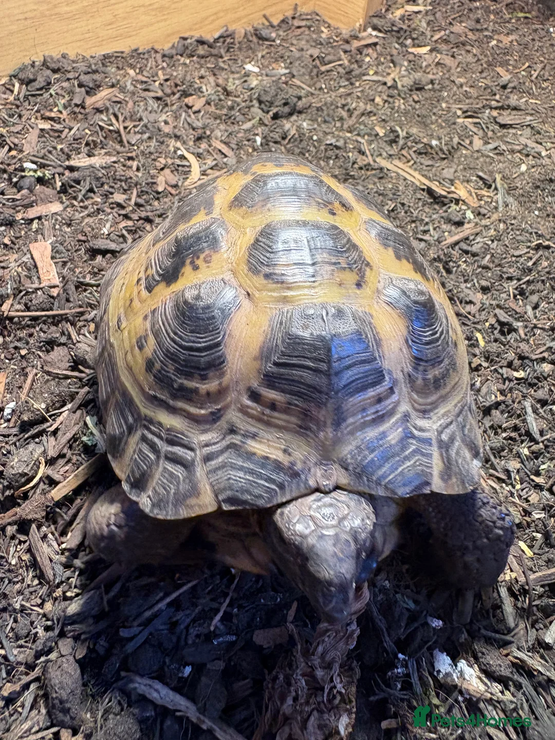 Hermann Tortoise reptiles for sale: Beutiful Herman tortoise  in Swadlincote - Advert 3
