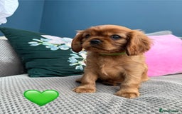 Cavalier King Charles Spaniel dogs for sale: Beautiful Ruby boys - Image 9