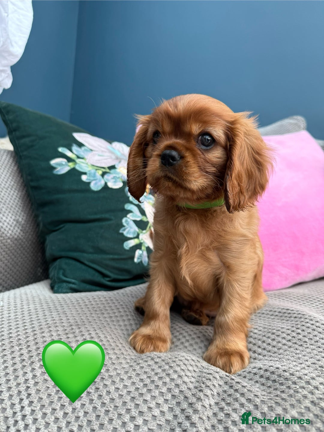Cavalier King Charles Spaniel dogs for sale: Beautiful Ruby boys - Image 9