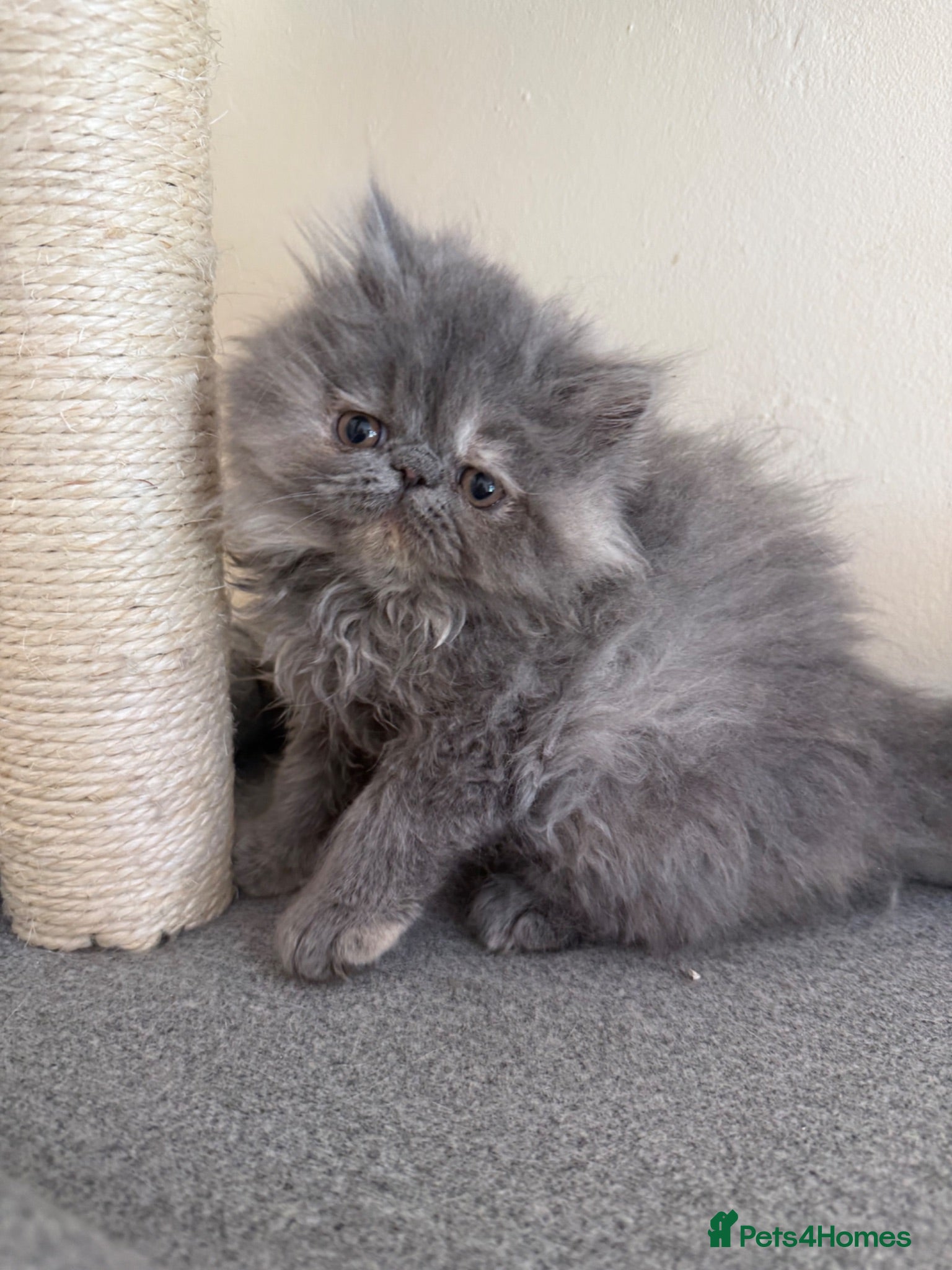 Persian cats GCCF registered blue cream Persian kitten  - Advert 2