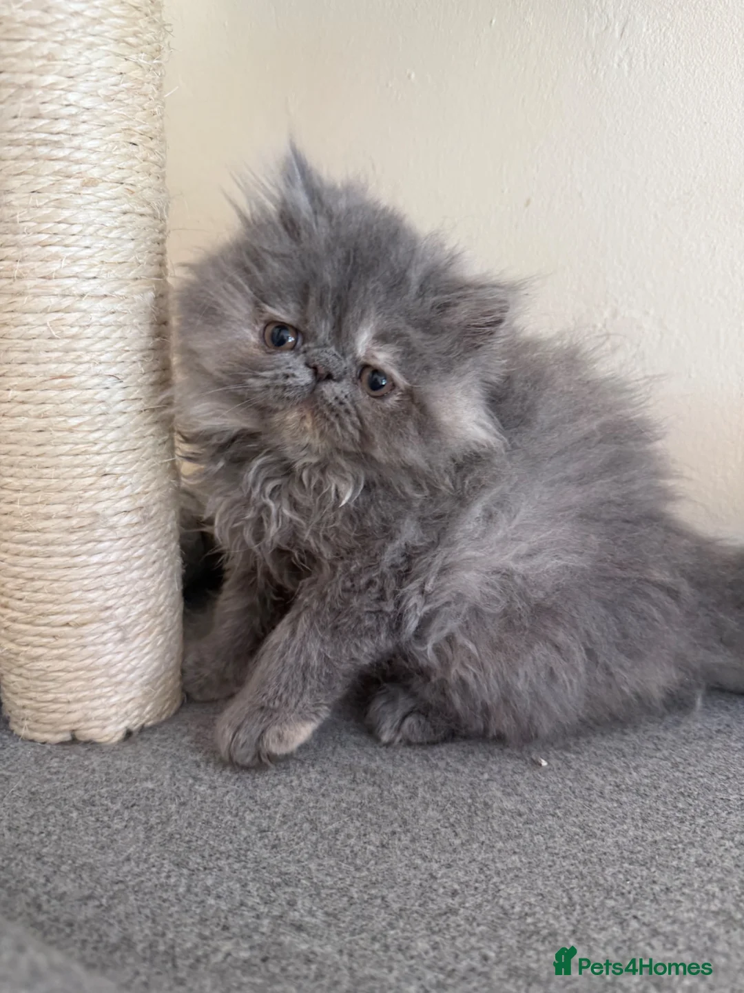 Persian cats for sale: GCCF registered blue cream Persian kitten  - Advert 1
