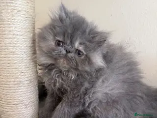 Persian cats READY NOW ❤️ GCCF blue cream Persian kitten - Advert 7