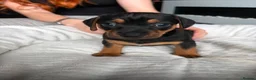 Mixed Breed dogs for sale: Miniature Dachshund cross puppies  - Advert 10