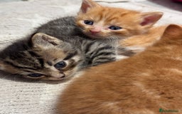 Persian cats for sale:  6 Persian kittens  - Image 7