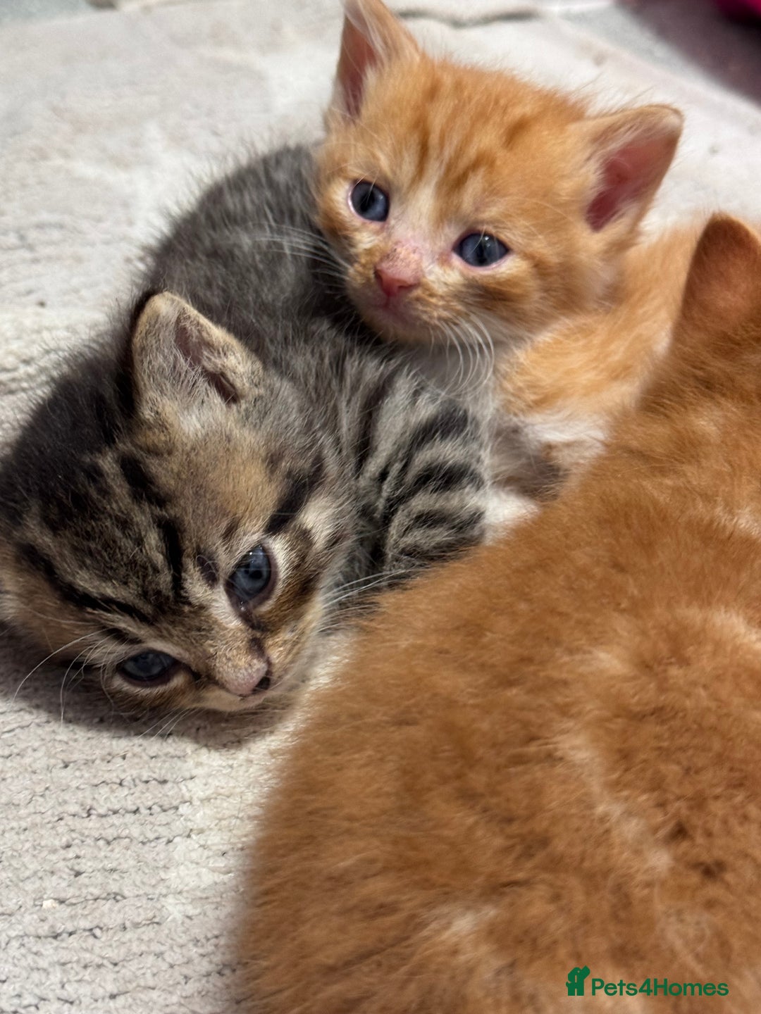 Persian cats for sale:  6 Persian kittens  - Image 7