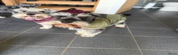 Miniature Schnauzer dogs for stud: Handsome miniature schnauzer for stud in Mauchline - Advert 17