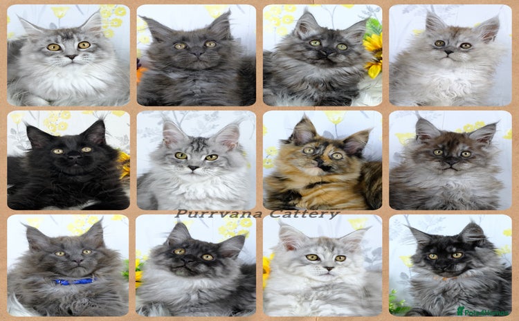 Maine Coon cats - Advert 2