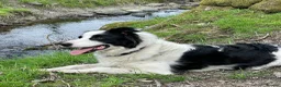 Border Collie dogs for sale: Absolutely Gorgeous Black&White Border Collie Pups - Advert 3